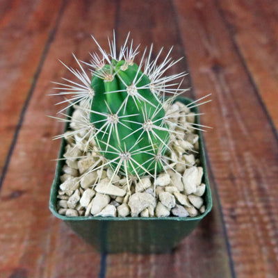 Scarlet Hedgehog Cactus 'Echinocereus coccineus'