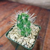 Scarlet Hedgehog Cactus &