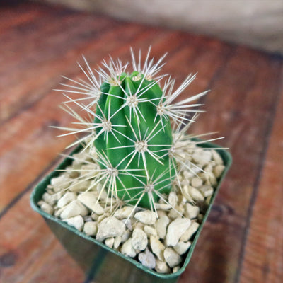 Scarlet Hedgehog Cactus 'Echinocereus coccineus'