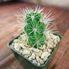 Scarlet Hedgehog Cactus &