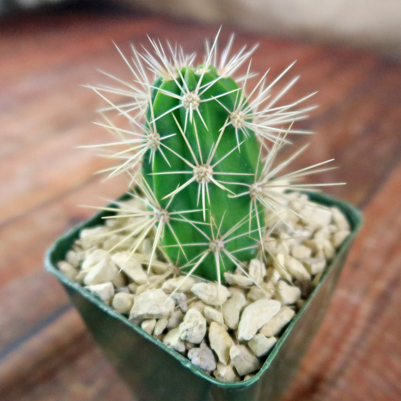 Scarlet Hedgehog Cactus 'Echinocereus coccineus'