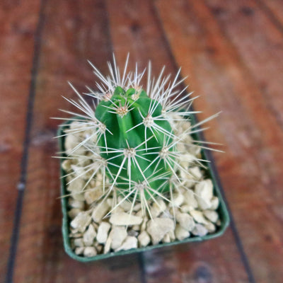 Scarlet Hedgehog Cactus 'Echinocereus coccineus'