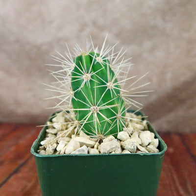 Scarlet Hedgehog Cactus 'Echinocereus coccineus'