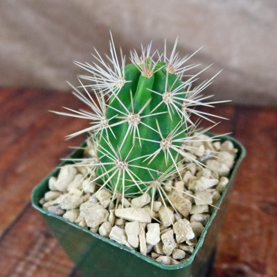 Scarlet Hedgehog Cactus 'Echinocereus coccineus'