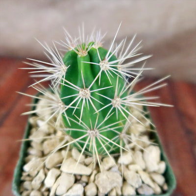 Scarlet Hedgehog Cactus 'Echinocereus coccineus'