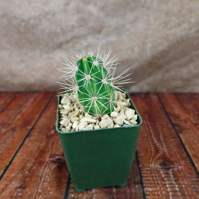 Scarlet Hedgehog Cactus 'Echinocereus coccineus'