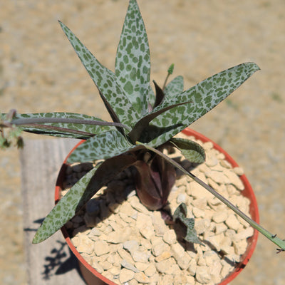 scilla succulent Scilla violacea 4" Pot