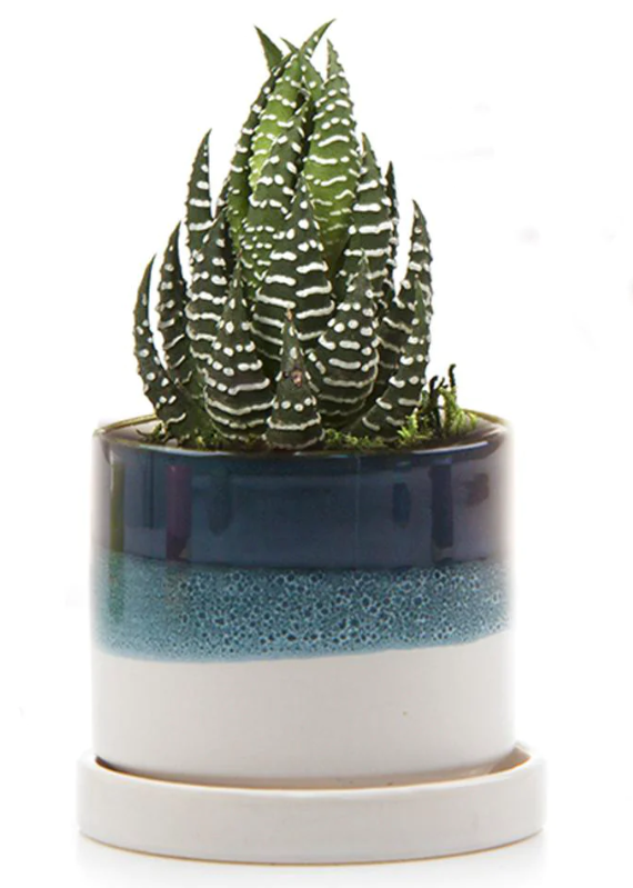 Minute Pot and Saucer