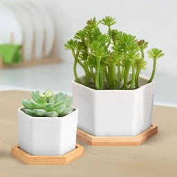 White Ceramic Succulent Planters with Bamboo Tray - Stylish Home and Office Decor