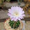 Sea Urchin Cactus - Echinopsis eyriesii