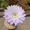 Sea Urchin Cactus - Echinopsis eyriesii