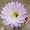 Sea Urchin Cactus - Echinopsis eyriesii