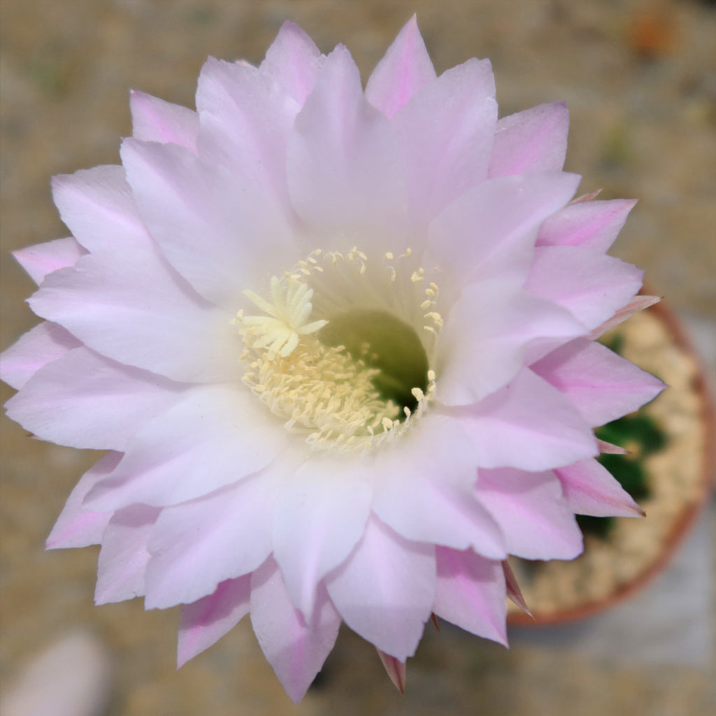 Sea Urchin Cactus - Echinopsis eyriesii