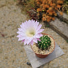 Sea Urchin Cactus - Echinopsis eyriesii