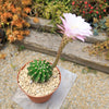 Sea Urchin Cactus - Echinopsis eyriesii