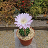 Sea Urchin Cactus - Echinopsis eyriesii