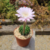 Sea Urchin Cactus - Echinopsis eyriesii