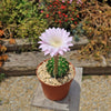 Sea Urchin Cactus - Echinopsis eyriesii