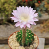 Sea Urchin Cactus - Echinopsis eyriesii