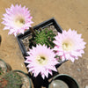 Sea Urchin Cactus - Echinopsis eyriesii