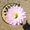 Sea Urchin Cactus - Echinopsis eyriesii