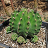 Sea Urchin Cactus - Echinopsis eyriesii