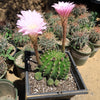 Sea Urchin Cactus - Echinopsis eyriesii