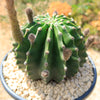 Sea Urchin Cactus - Echinopsis eyriesii