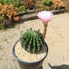 Sea Urchin Cactus - Echinopsis eyriesii