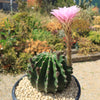 Sea Urchin Cactus - Echinopsis eyriesii