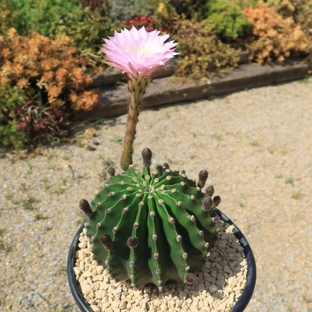 Sea Urchin Cactus - Echinopsis eyriesii