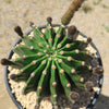 Sea Urchin Cactus - Echinopsis eyriesii