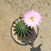 Sea Urchin Cactus - Echinopsis eyriesii