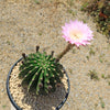 Sea Urchin Cactus - Echinopsis eyriesii