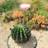 Sea Urchin Cactus - Echinopsis eyriesii