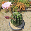 Sea Urchin Cactus - Echinopsis eyriesii