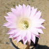 Sea Urchin Cactus - Echinopsis eyriesii