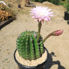 Sea Urchin Cactus - Echinopsis eyriesii