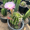 Sea Urchin Cactus - Echinopsis eyriesii