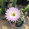 Sea Urchin Cactus - Echinopsis eyriesii