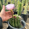 Sea Urchin Cactus - Echinopsis eyriesii