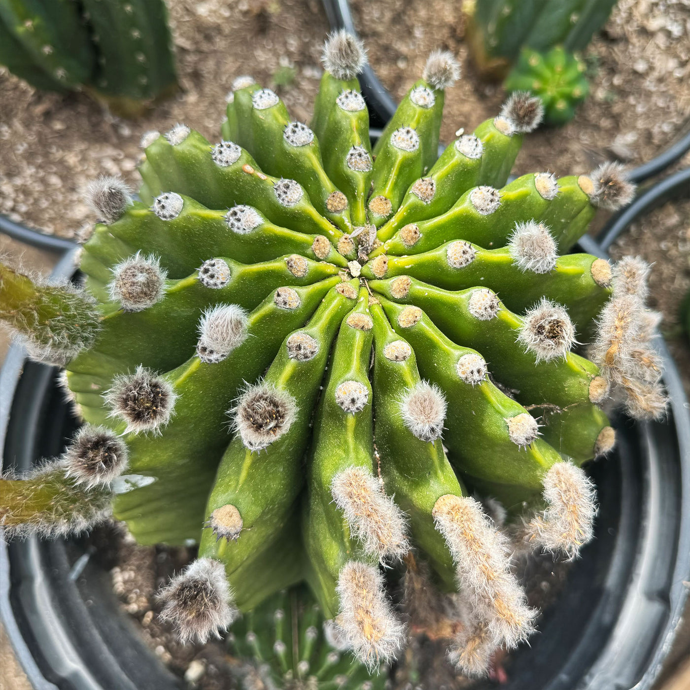 sea urchin succulent plant Sea Urchin Cactus 'Echinopsis eyriesii' Info