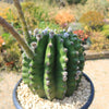 Sea Urchin Cactus - Echinopsis eyriesii