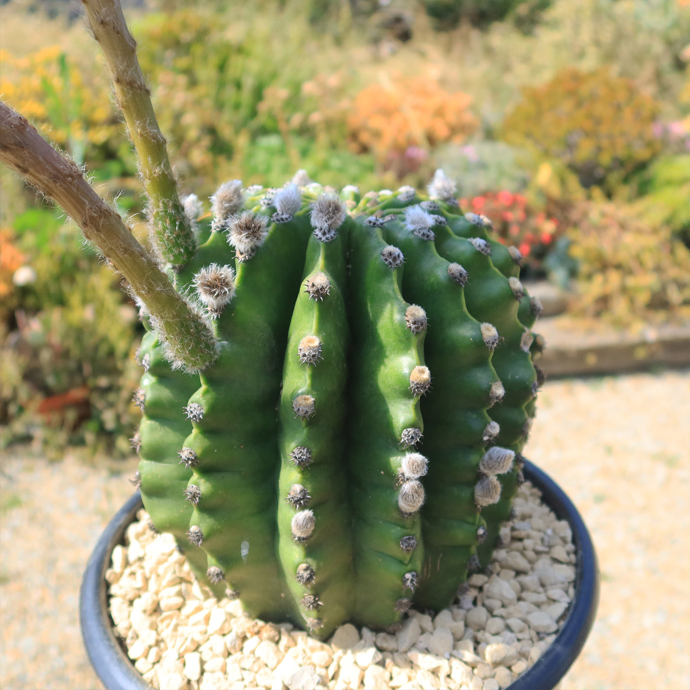 sea urchin succulent plant Sea Urchin Cactus 'Echinopsis eyriesii' Info