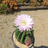 Sea Urchin Cactus - Echinopsis eyriesii