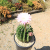 Sea Urchin Cactus - Echinopsis eyriesii