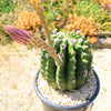 Sea Urchin Cactus - Echinopsis eyriesii