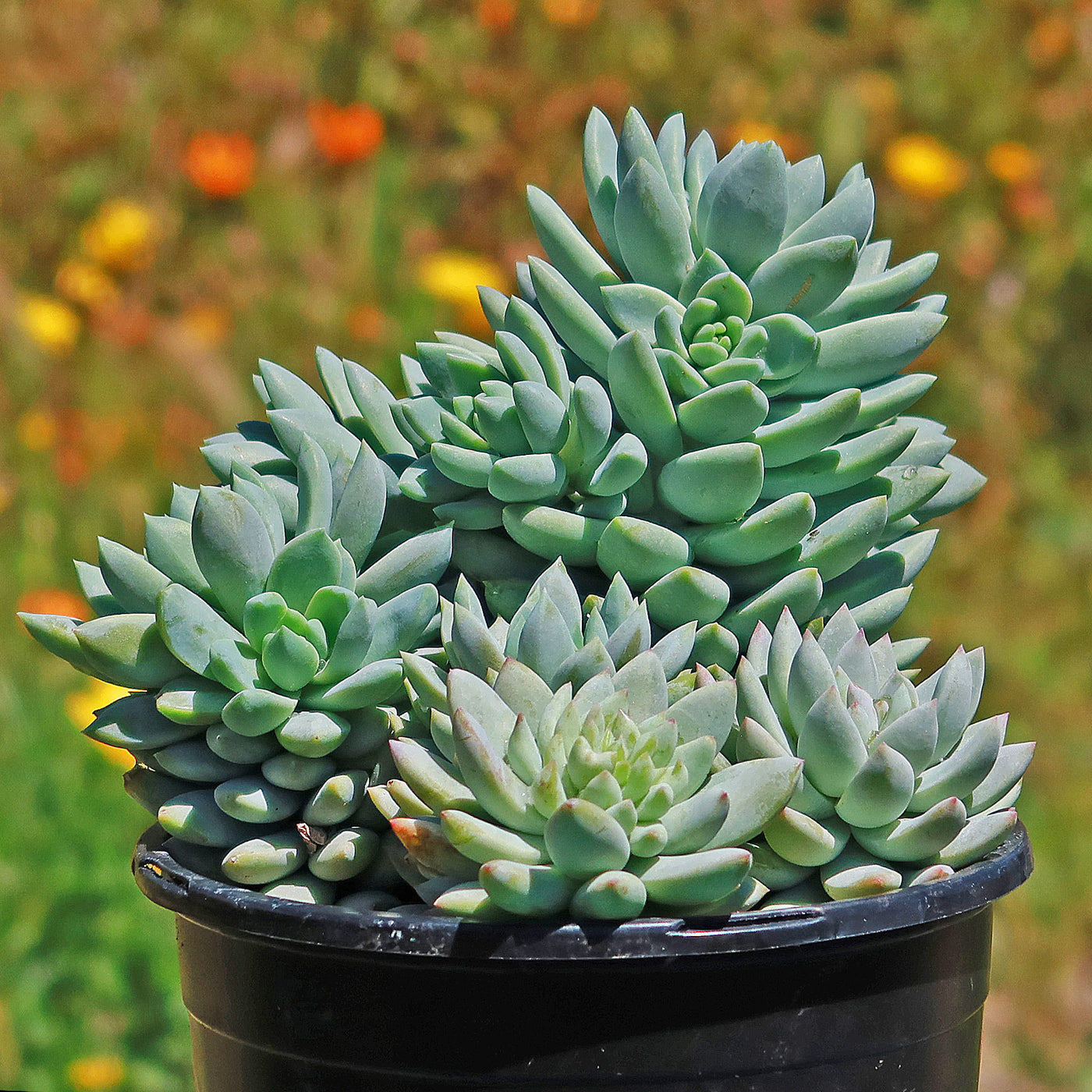 sedeveria dark elf succulent Blue Elf Sedeveria