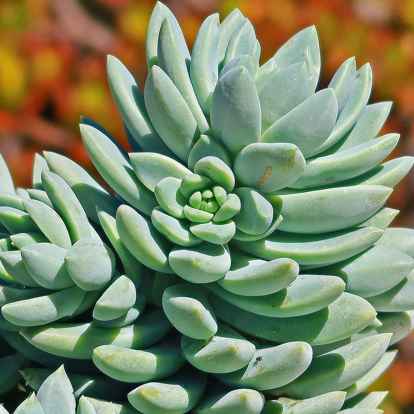 blue elf succulent flowers Blue Elf Sedeveria