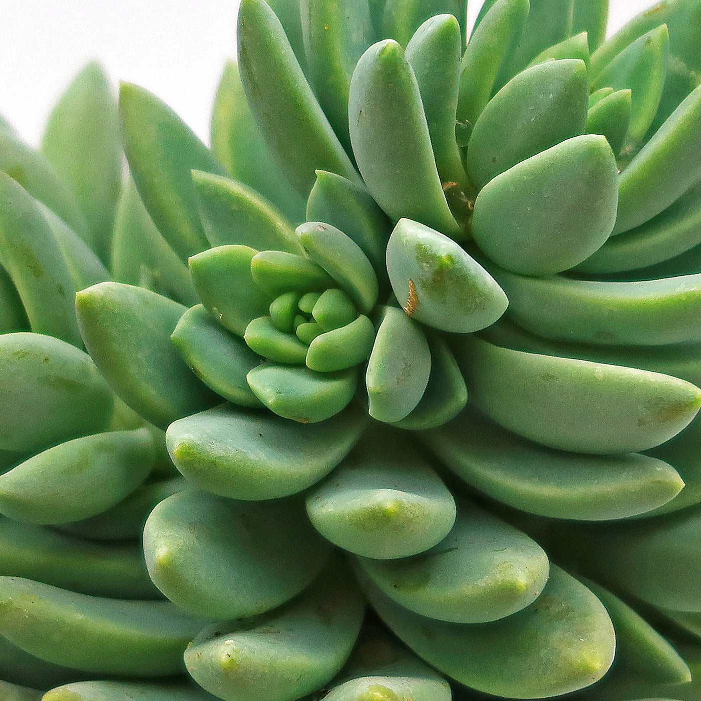 sedeveria hybrid succulent Happy Plant